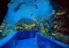 Exploring the Wonders of the Arabian Gulf: A Guide to Sharjah Aquarium