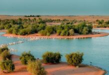 Offbeat Things to Do in Dubai: Unique Experiences Beyond the Usual