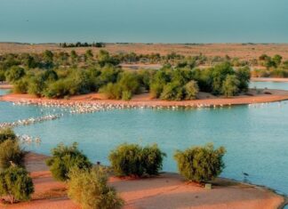 Offbeat Things to Do in Dubai: Unique Experiences Beyond the Usual