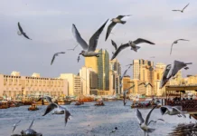 Things to Do in Deira Dubai: Culture, Shopping, and Local Experiences