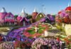 Miracle Garden Things to Do: Explore Dubai’s Floral Wonderland