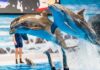Swimming With Dolphins in Dubai – Experiences, Tips & Booking Guide