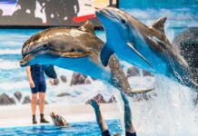 Dubai Dolphinarium Swimming With Dolphins – Your Complete Guide