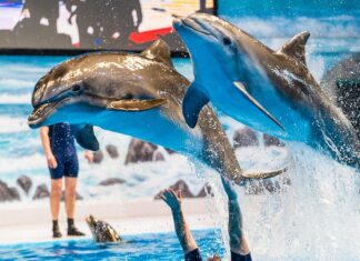 Dolphin Show Dubai Tickets – Best Deals for Dolphin & Seal Show Experiences