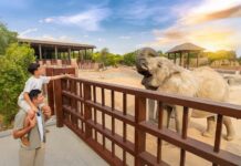 Zoo Safari Dubai Tickets – Guide to Dubai Safari Park