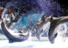 Dubai Creek Dolphin Show – Ultimate Guide to the Dolphin & Seal Experience